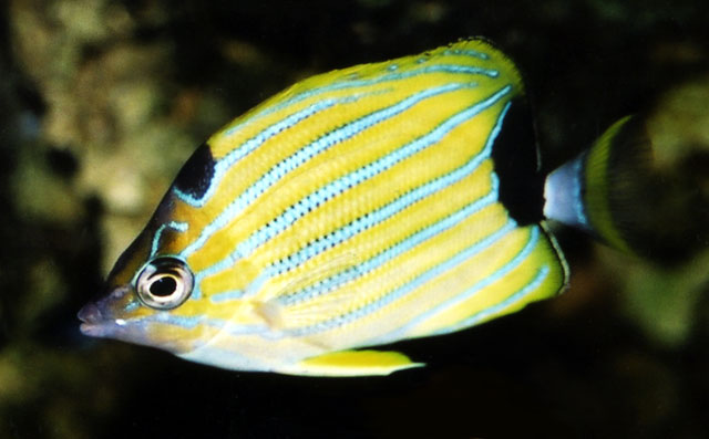 Chaetodon fremblii